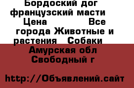 Бордоский дог ( французский масти)  › Цена ­ 50 000 - Все города Животные и растения » Собаки   . Амурская обл.,Свободный г.